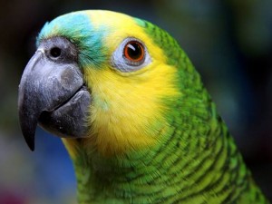amazona_aestiva_1024x672.jpg